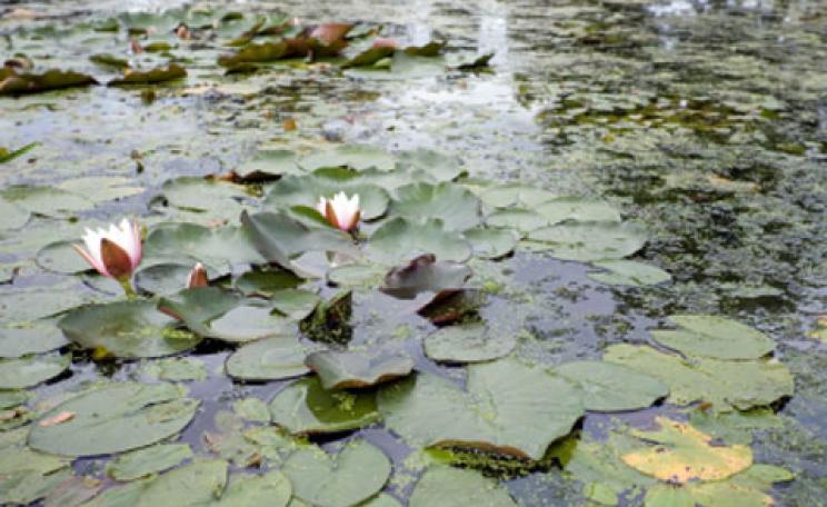 A pond